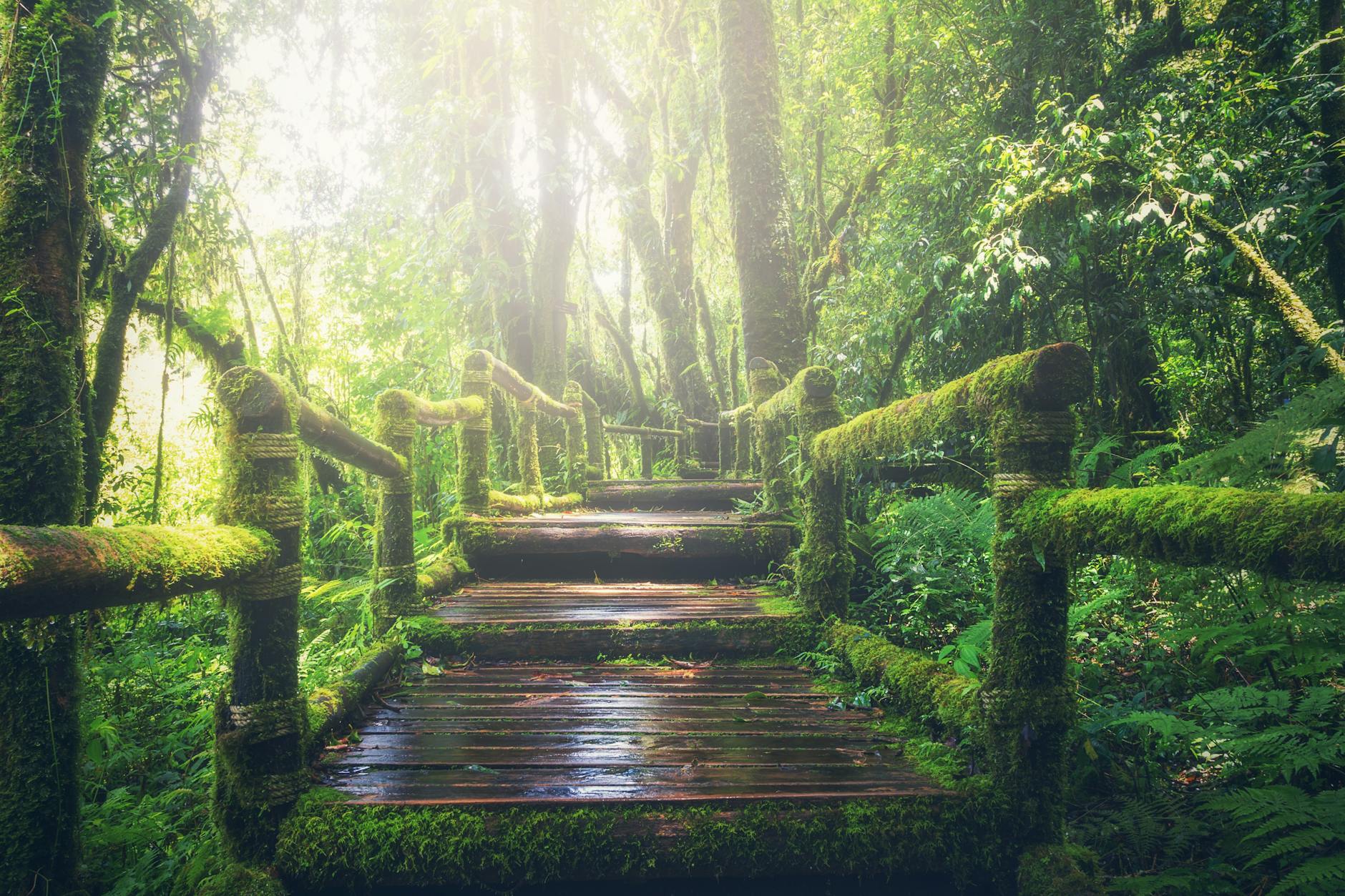 A wooden footbridge leading through sunlit woods